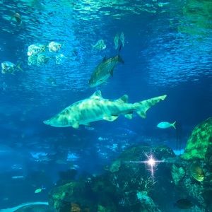 Meet your Posher, Fitore